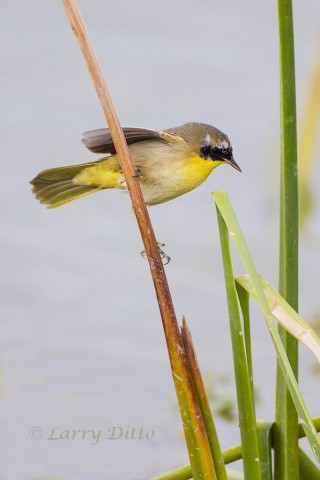 Common Yellowthroat feeding among the cattails.