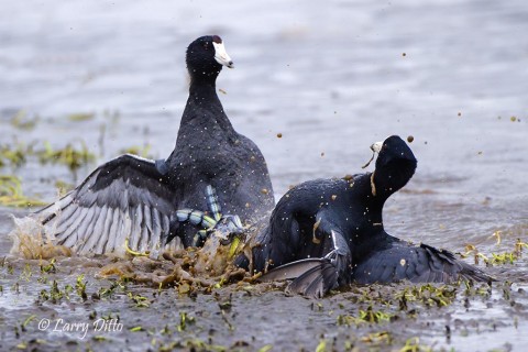 American Coots fighting
