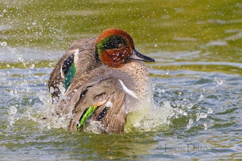 Green-winged Teal bathing.