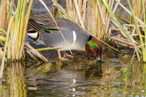 Green-winged Teal drake drinking.