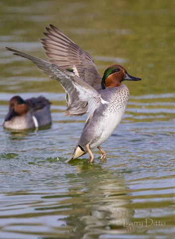 Green-winged Teal drake takeoff.