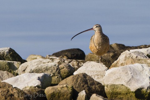 Long-billed curlew standing on a rock jetty that protects a boat channel near the intracoastal waterway.