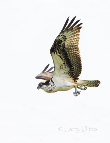 Osprey carrying the last morsel of it fish lunch.