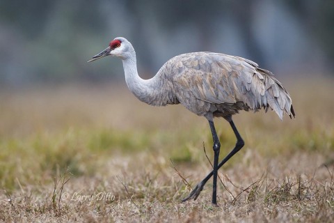 Note this crane's deformed beak.