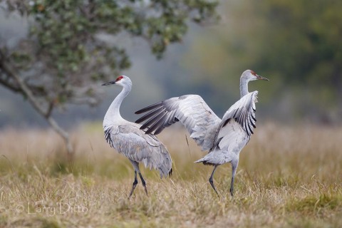 Sandhill Cranes landing in liveoak-coastal grass savannah.