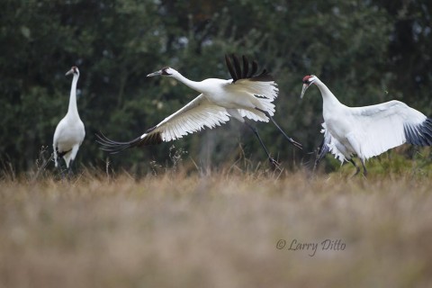 Whooping crane disturbing a pair as it lands between them.