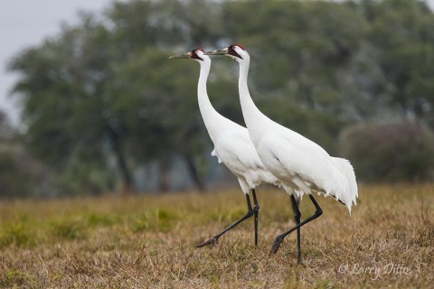 Pair of adult whooping cranes walking across a meadow.