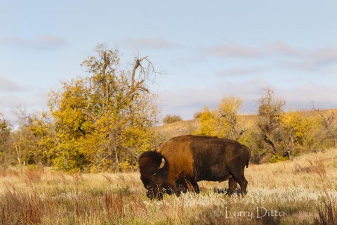 Ancient bull American bison feeding on the south side of a hill just after sunrise.