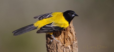 Audubon's Oriole on perch.