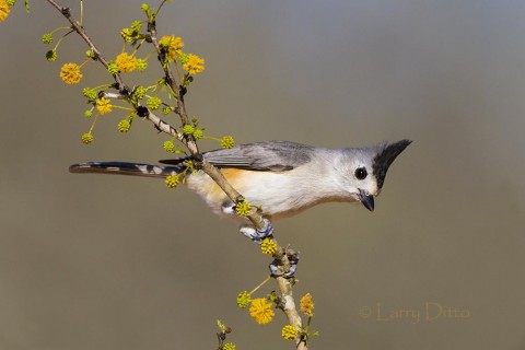 Black-crested Titmouse perched in blooming huisachillo bush.