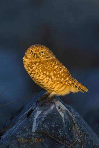 Burrowing owl ready to begin a night of hunting.