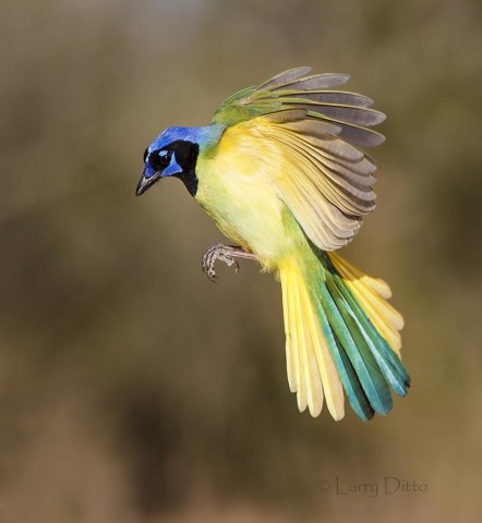 Green Jay landing