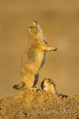 Photographing a black-tailed prairie dog as it "barks" is a challenge and one of my favorite things to do at the Wichitas. 