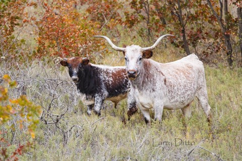 Some of the Texas longhorn cattle that roam the refuge grasslands and hills.