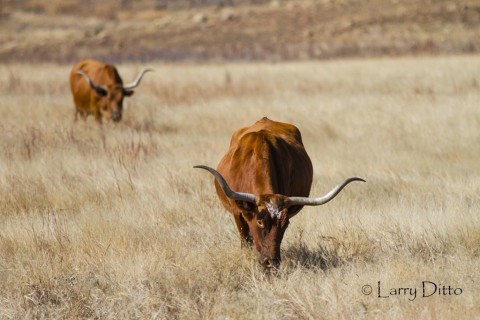 Wide, gracefully curved horns make these cattle a photogenic icon of the western U.S.