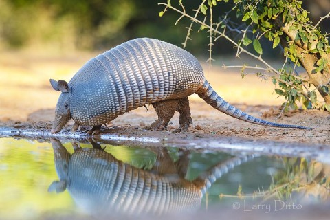 Nine-banded Armadillo drinking.