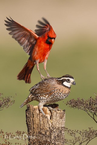 Northern Cardinal male landing on a soft perch.