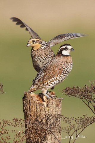 Pair of Northern Bobwhites sharing a perch.