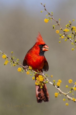 Male Northern Cardinal perched in a thorny huisachillo.