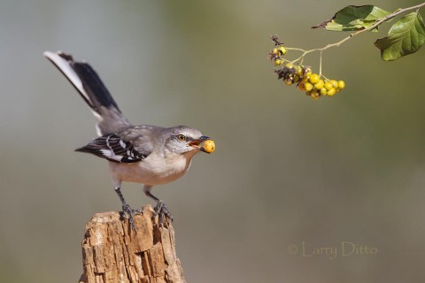 Northern Mockingbird with anaqua fruit.