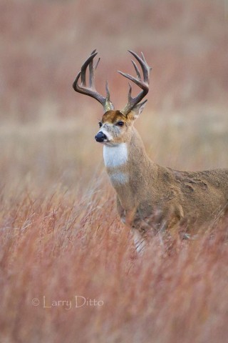 Big whitetail bucks were in the peak of rut when we arrived in Oklahoma.