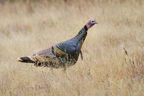 Lots of wild turkey were within photo range as they searched the oak thickets and grasslands for acorns, seeds and insects.