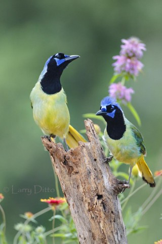 Green Jays on mesquite stump in wildflowers