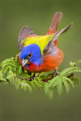 Painted Bunting_79A8935