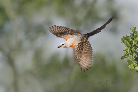 Scissor-tailed Flycatcher in flight, Santa Clara Ranch