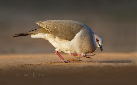 White-fronted Dove in a courtship posture that didn't seem to impress a female dove in front of our blind.