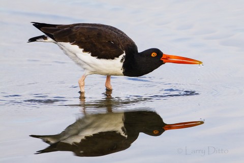 American Oystercatcher feeding in the Laguna Madre at sunrise