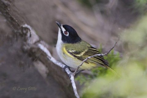 Transition Ranch has a sizable population of breeding black-capped vireos.  The species is among Texas' most beautiful spring/summer residents.