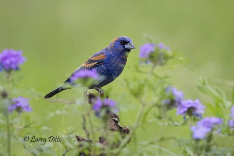 Blue Grosbeaks were just arriving as our time at Transition Ranch ended.