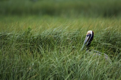 Brown Pelican nesting on a grassy island near Galveston, Texas.