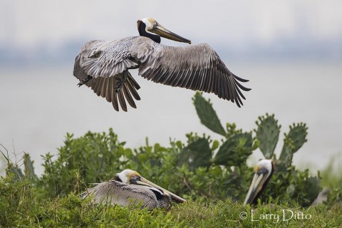 Brown Pelicans nesting on an island in Galveston Bay, Texas. 