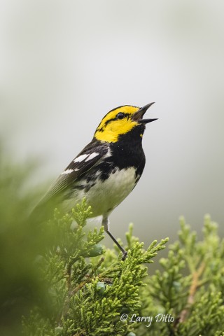 By next spring, the ranch owner anticipates having additional blinds in place where golden-cheeked warblers and black-capped vireos may come to drink.