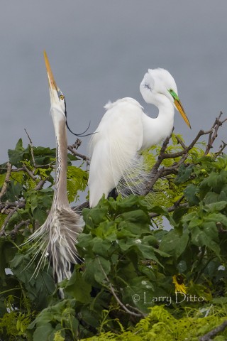 Great blue heron and great egret displaying at a nesting colony on the Texas coast