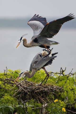 Great Blue Heron pair breeding at nest colony on Texas coast