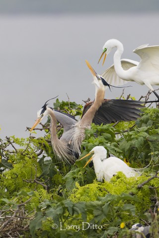 Great Blue Herons and Great Egrets nesting in thorny brush on the Texas gulf coast. 