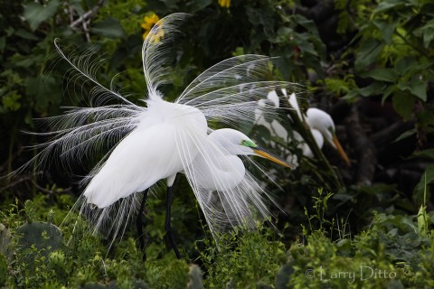 Great Egret displaying showy plume feathers.