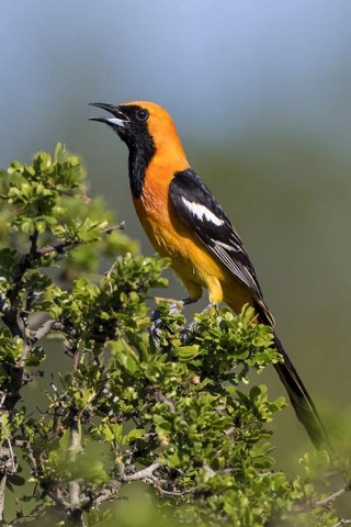 Male Hooded Oriole calling from a Texas persimmon tree.
