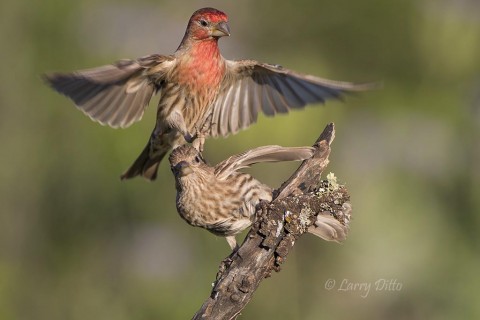 House Finch_79A6750