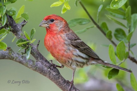 House Finches provided lots of action when shooting was slow with other birds.