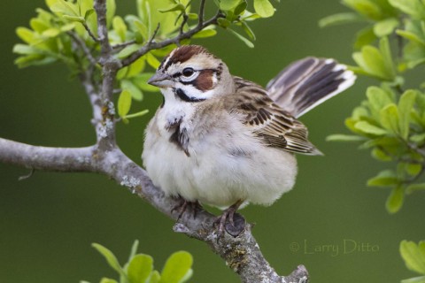 Lark sparrows were actively courting during mid-April.