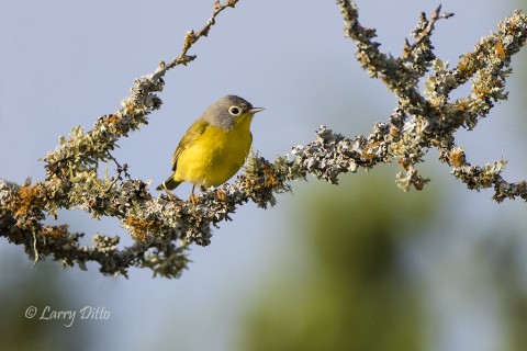 Birds like Nashville Warblers, Orange-crowned Warblers and Painted Buntings arrived late because of the cool weather and constant rain.  