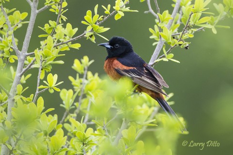 A shy orchard oriole at the morning blind.