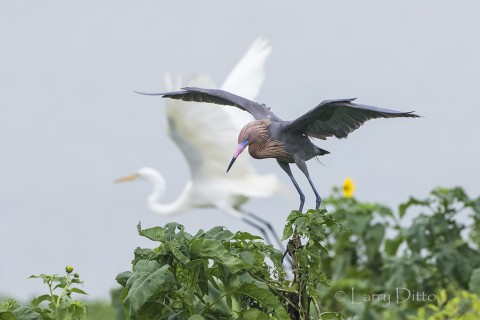 Reddish Egret landing at nest with great egret in background