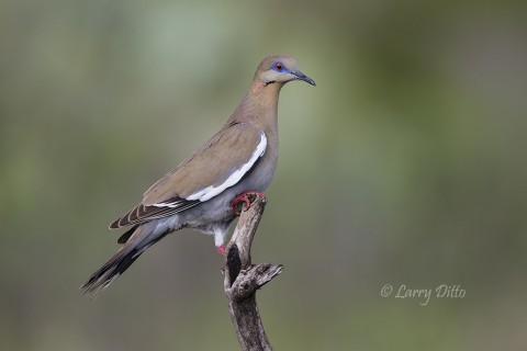 White-winged doves have established some large nesting colonies on the Transition Ranch.