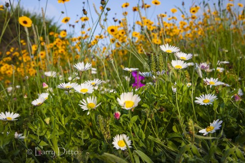 Asters and coreopsis in bloom, Rockport, Texas