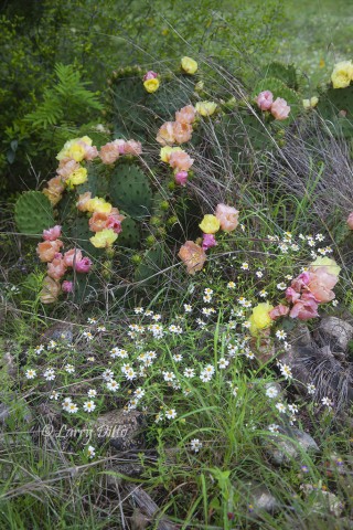 The hills were covered in prickly pear cactus abloom with yellow and peach colored flowers.